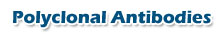 Polyclonal Antibodies